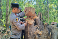 Aparat Bongkar Sindikat Penebangan Liar di Kawasan Konservasi Taman Nasional Baluran