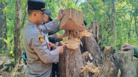 Aparat Bongkar Sindikat Penebangan Liar di Kawasan Konservasi Taman Nasional Baluran
