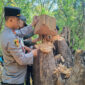 Aparat Bongkar Sindikat Penebangan Liar di Kawasan Konservasi Taman Nasional Baluran