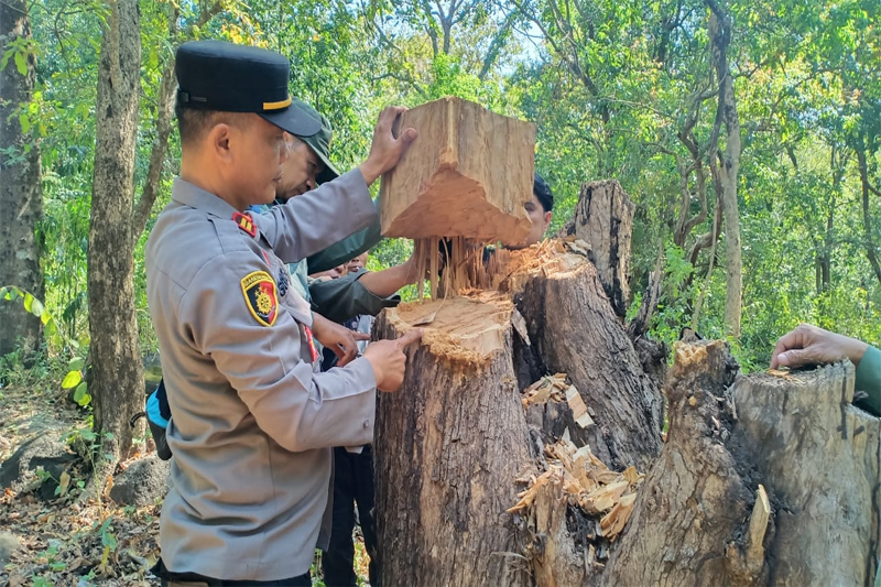 Aparat Bongkar Sindikat Penebangan Liar di Kawasan Konservasi Taman Nasional Baluran
