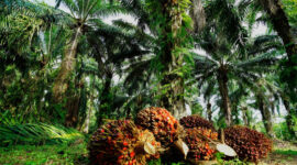 Produksi CPO 2026 Melonjak Saat Kebijakan Biodiesel Indonesia Mandek Tekan Harga Global