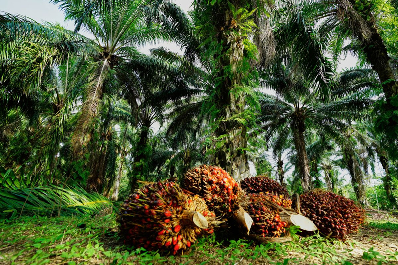 Produksi CPO 2026 Melonjak Saat Kebijakan Biodiesel Indonesia Mandek Tekan Harga Global