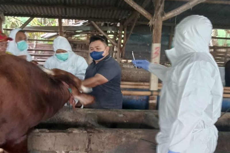 Pemerintah Jawa Timur Genjot Vaksinasi Massal Redam Lonjakan Kasus Penyakit Mulut dan Kuku