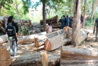Operasi Gabungan Ringkus Sindikat Penebangan Liar di Taman Nasional Baluran