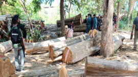 Operasi Gabungan Ringkus Sindikat Penebangan Liar di Taman Nasional Baluran