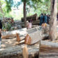 Operasi Gabungan Ringkus Sindikat Penebangan Liar di Taman Nasional Baluran