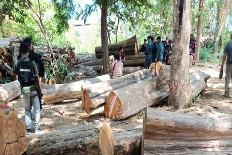 Operasi Gabungan Ringkus Sindikat Penebangan Liar di Taman Nasional Baluran