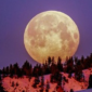 Flower Moon 2 Mei